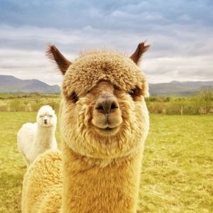 Meet your Posher, Caleb